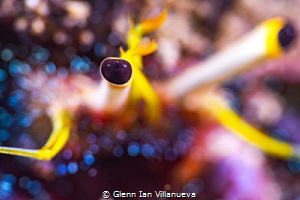 This is a photo of a hermit crab focusing on one of his e... by Glenn Ian Villanueva 
